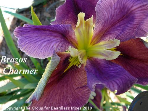 Brazos Charmer (1)